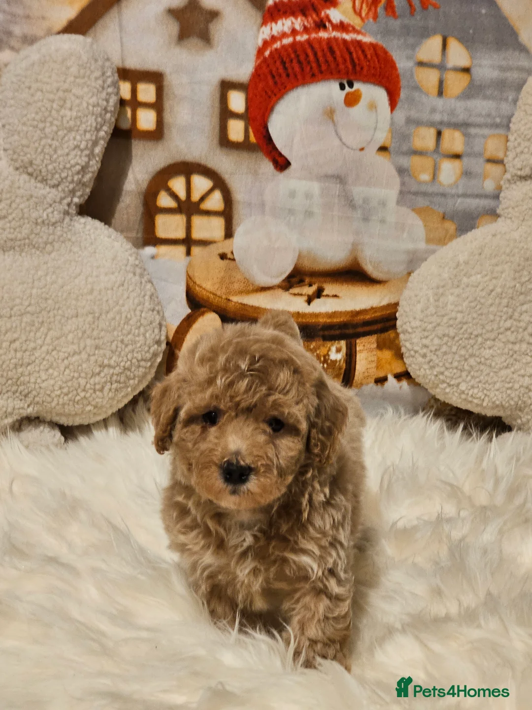 Maltipoo dogs for sale: 🐶 Beautiful Apricot Maltipoo Puppies for Sale 🐶 - Advert 24
