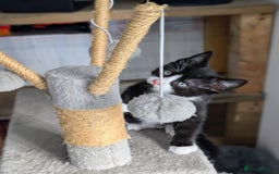 Mixed Breed cats for sale: Healthy kittens - READY NOW ( 8 weeks old )  - Image 6