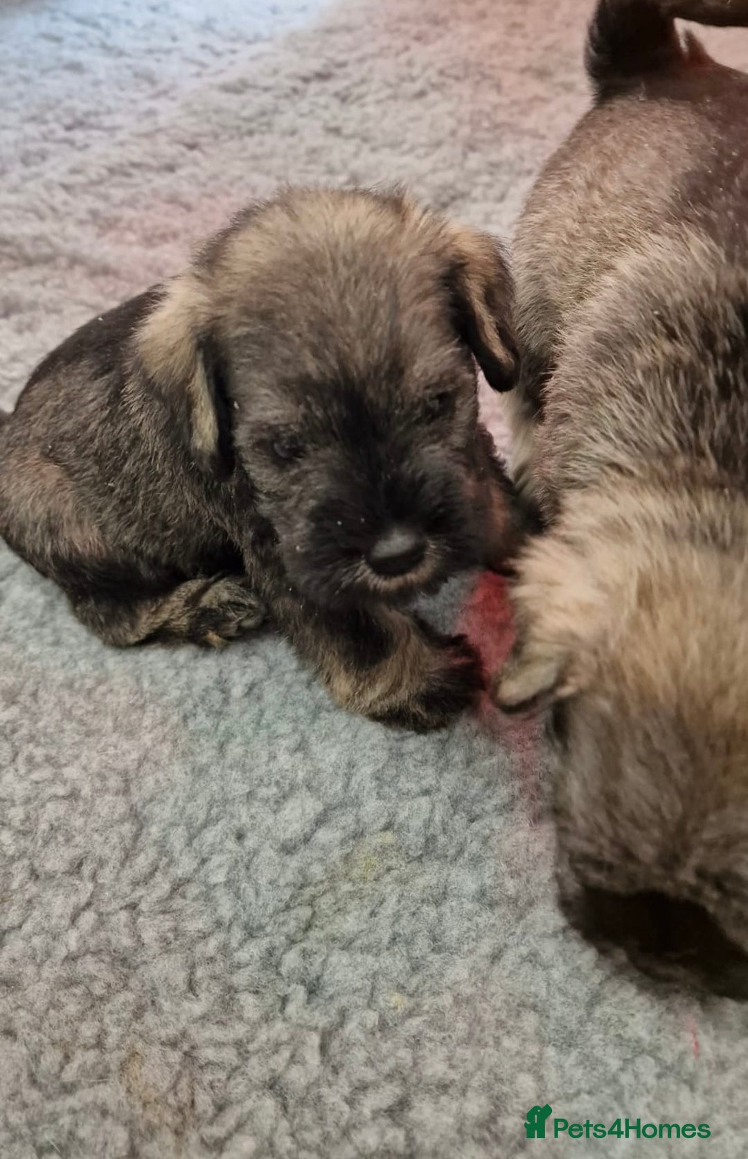 Miniature Schnauzer dogs for sale: KC mini Schnauzer  - Image 3