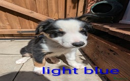 Mixed Breed dogs for sale: Beautiful Border collies/kelpie puppies - Image 8
