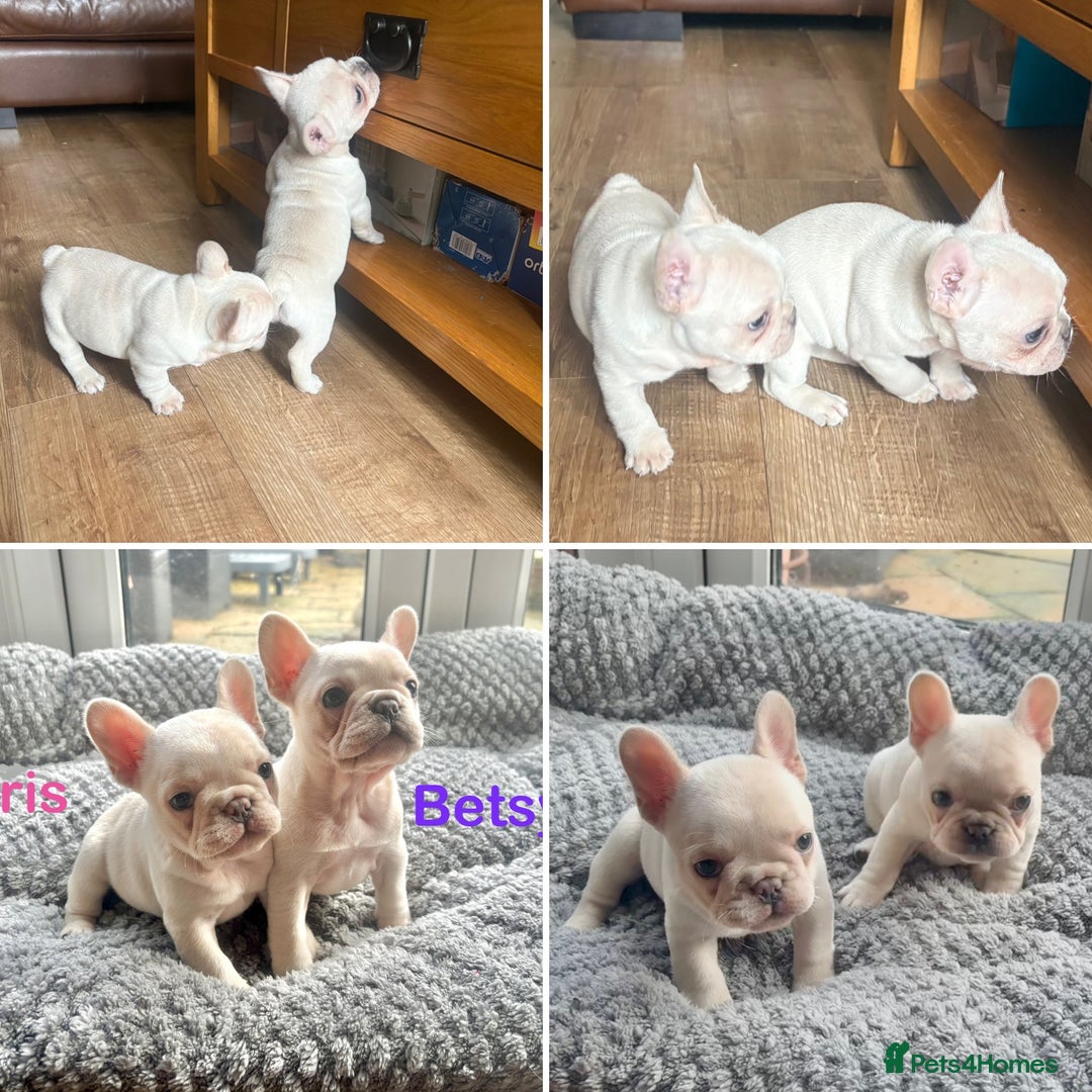 French Bulldog dogs for sale: Only 2 Girls left:French Bull Dog Puppies - Advert 4