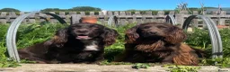 Cocker Spaniel dogs for sale: 6 working Cocker Spaniel puppies in Fordingbridge - Advert 10