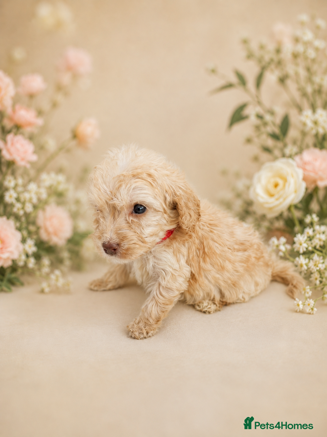 Cockapoo dogs for sale: 💓💙OUTSTANDING COCKAPOOS💙💓 - Advert 7