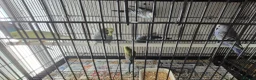Parakeets birds for sale: Finches canarys doves parakeets parrots  - Advert 32