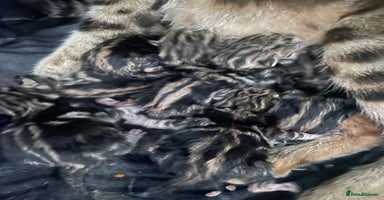 Bengal cats - Advert 2