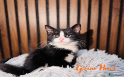 Mixed Breed cats for sale: 🎃 4 Pumpkin Gingers & 2 Phantom Kittens 👻 - Image 29