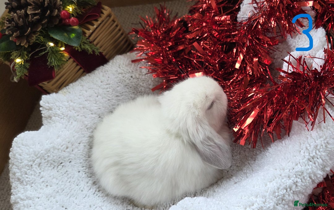 Mini Lop rabbits for sale: Beautiful Baby Purebred Mini Lops - Ready 15th Dec - Advert 5
