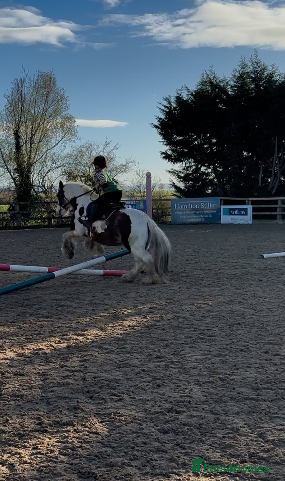 Riding pony horses for sale: Brilliant pony club pony  - Advert 3