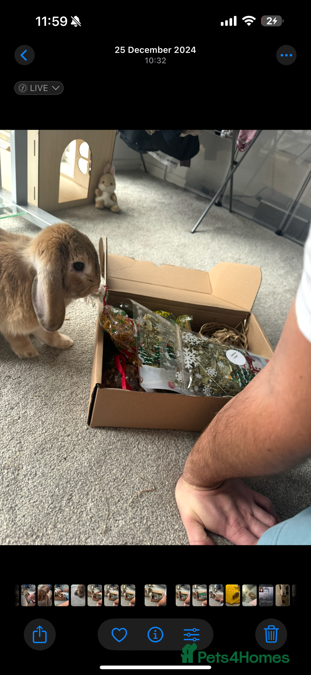 Mini Lop rabbits for sale: 2 house bunnies but can be taken separately  - Image 6