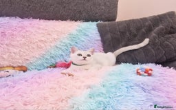 British Shorthair cats for sale: British Shorthair Silver Chinchilla  - Image 19