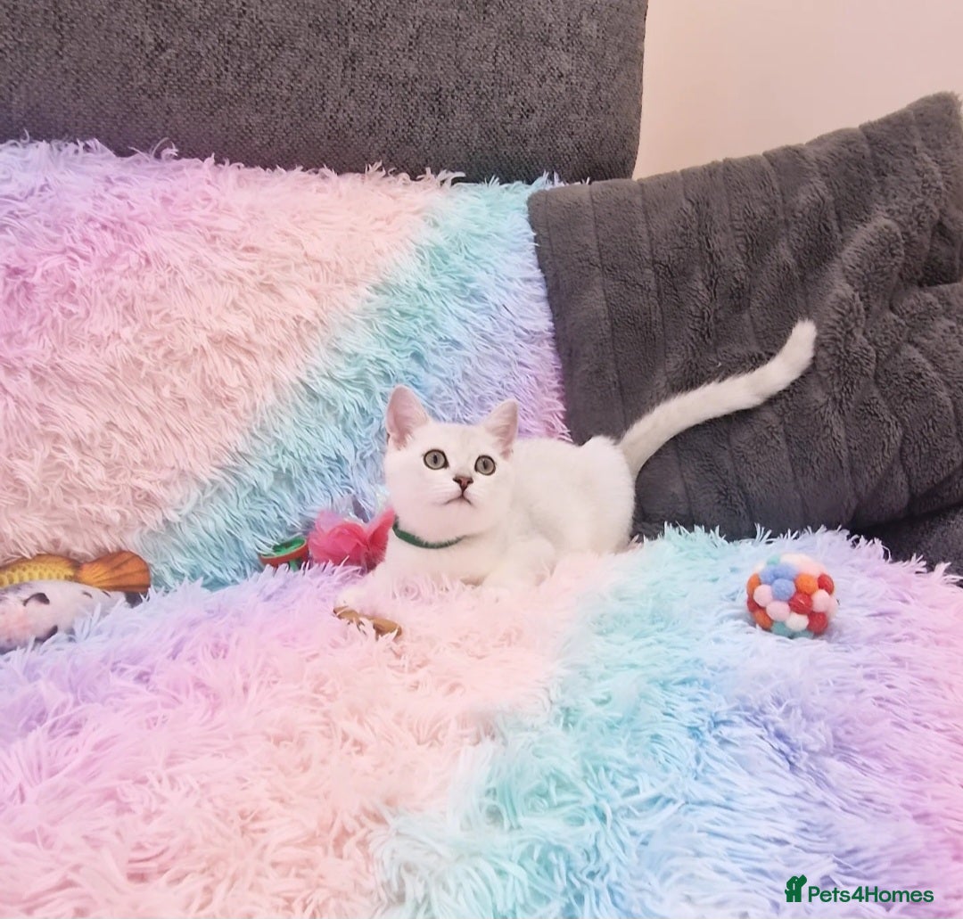 British Shorthair cats for sale: British Shorthair Silver Chinchilla  - Image 19