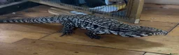 Lizard reptiles for sale: Black and White Tegu  in Ipswich - Advert 2