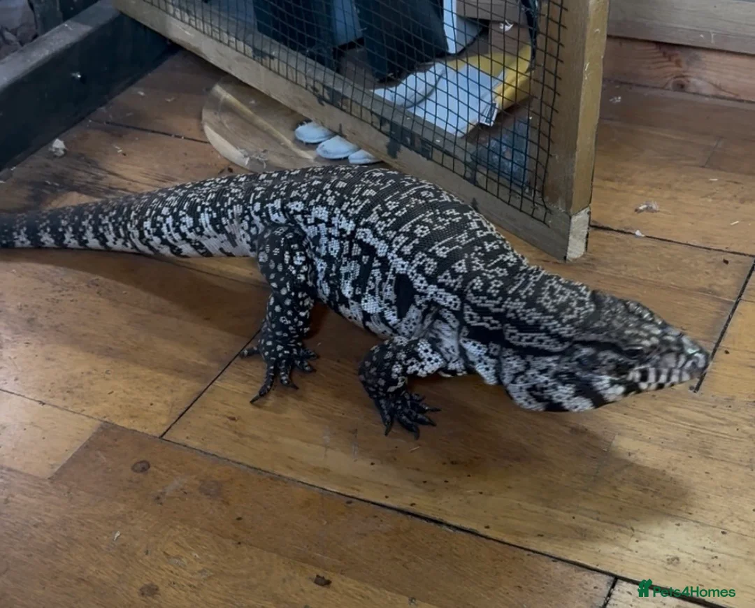 Lizard reptiles for sale: Black and White Tegu  in Ipswich - Advert 2