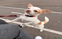 Chihuahua dogs for sale: Chihuahua  - Image 1