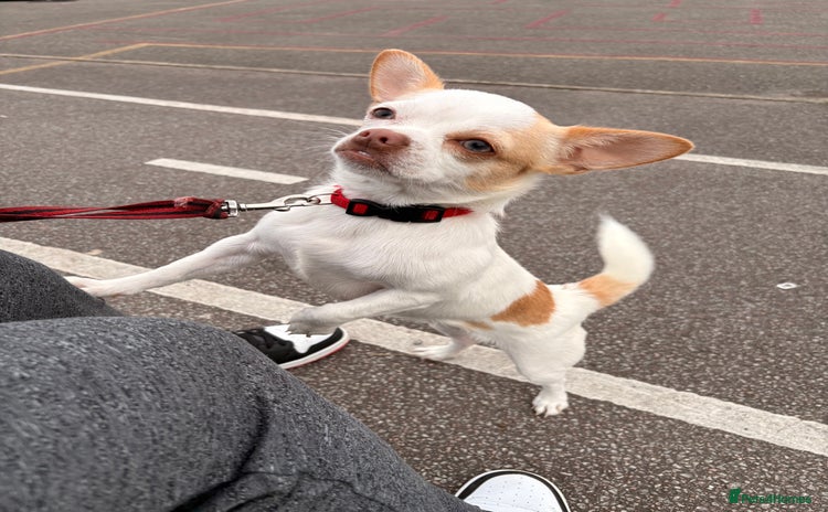 Chihuahua dogs - Advert 1