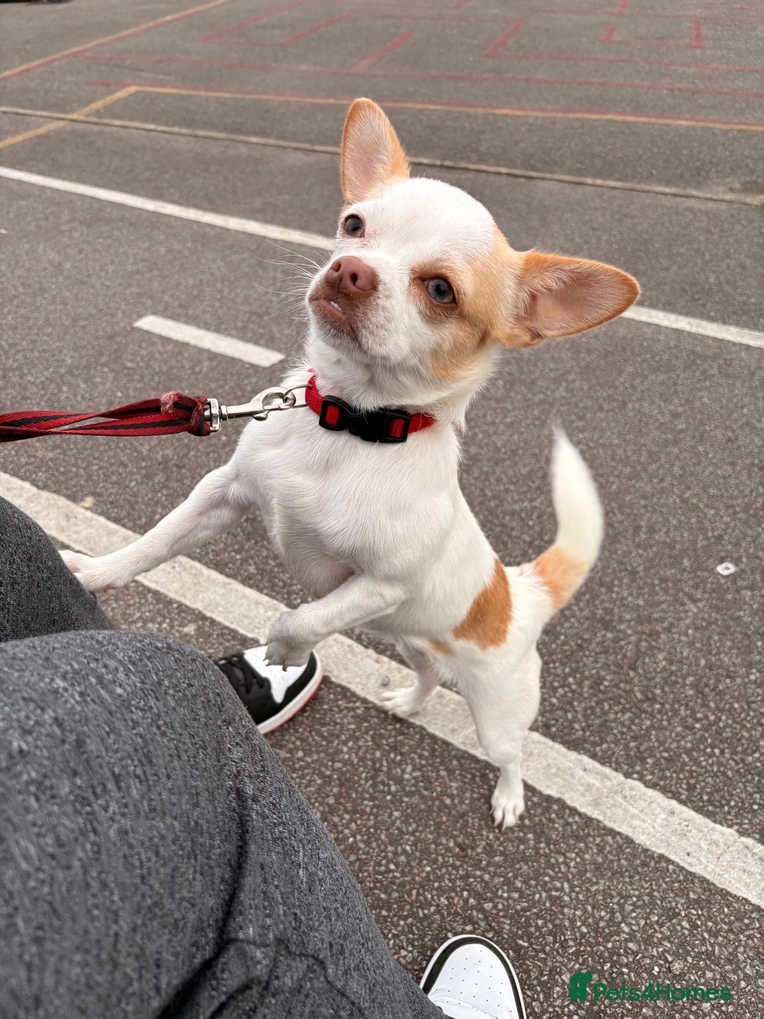 Chihuahua dogs for sale: Chihuahua  - Image 1