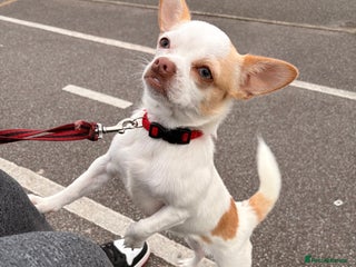 Chihuahua dogs - Advert 17