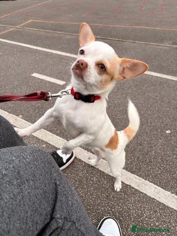 Chihuahua dogs - Advert 1