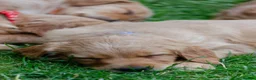 Golden Retriever dogs for sale: READY GOLDEN RETREVER KC PUPPIES - Advert 22