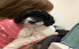 Cockapoo dogs for sale: Cockapoo cross mini poodle female last one  - Image 1