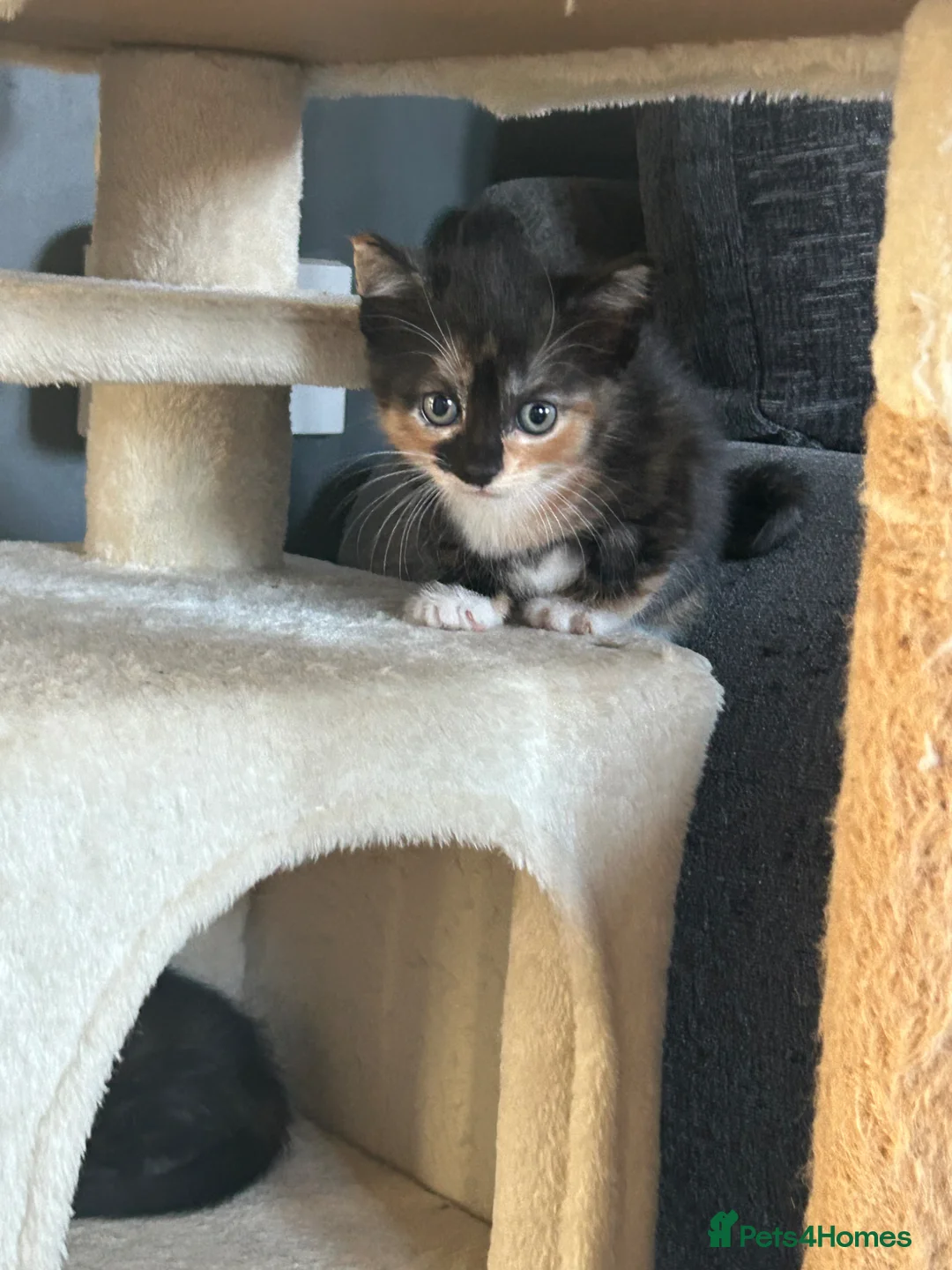 Mixed Breed cats for sale: 5 beautiful tri coloured kittens in Tewkesbury - Advert 1