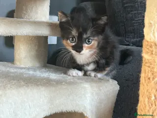 Mixed Breed cats 5 beautiful tri coloured kittens - Advert 4