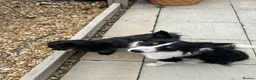 Border Collie dogs for sale: Tri-colour border collie READ DESCRIPTION in Nuneaton - Advert 6