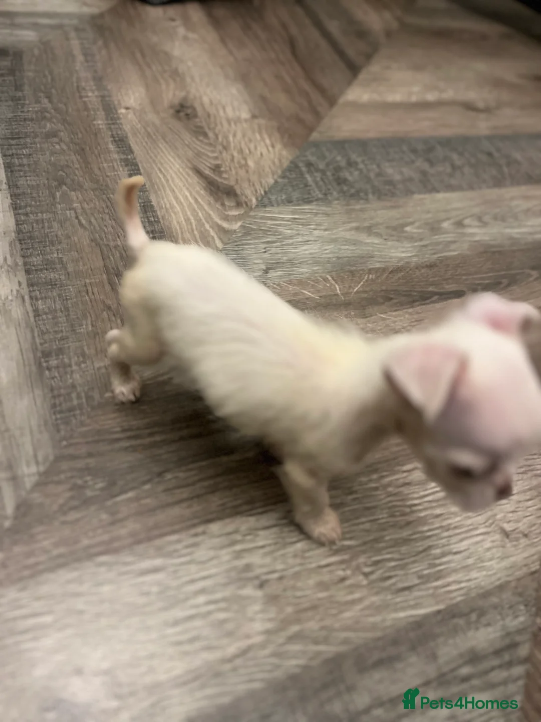 Mixed Breed dogs for sale: Chihuahua mixed breed - Advert 1