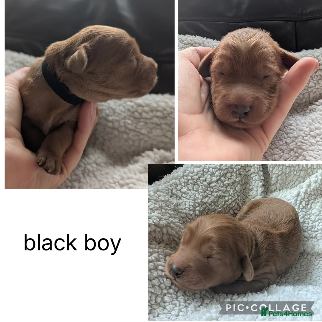 Mini Goldendoodle dogs for sale: 🐶💛 F1 GOLDENDOODLE PUPPIES – NOW HERE! 💛🐶 in Doncaster - Advert 20