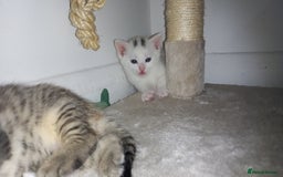 Mixed Breed cats for sale: 2 white 2 black  - Image 4