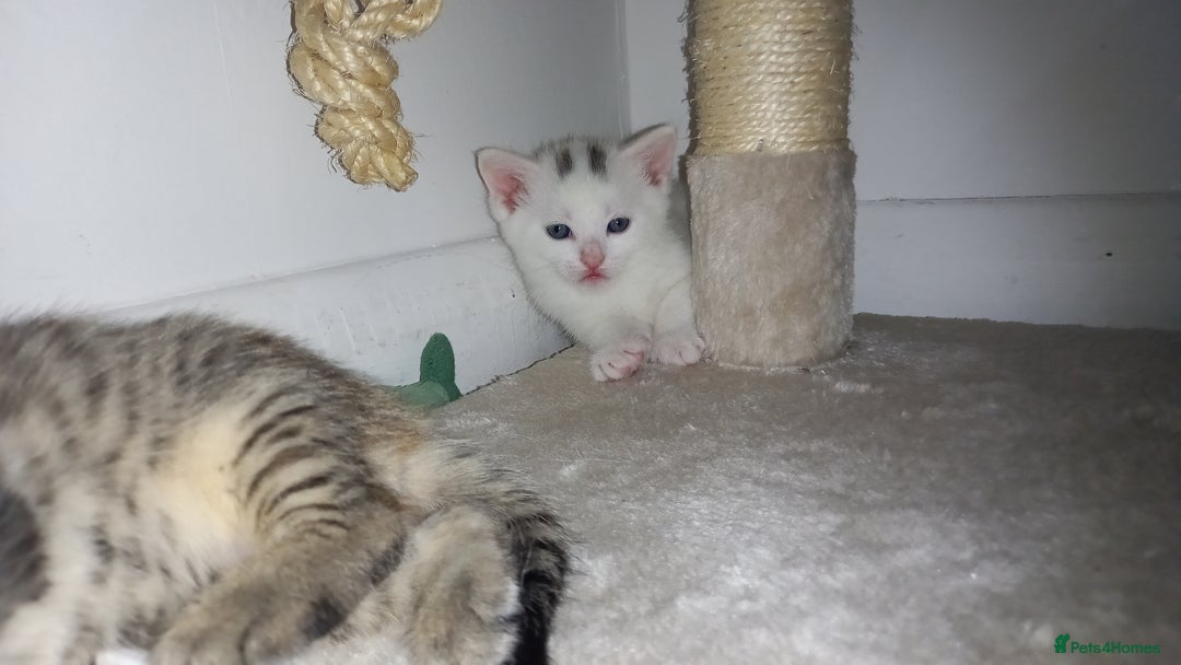 Mixed Breed cats for sale: 2 white 2 black  - Image 4