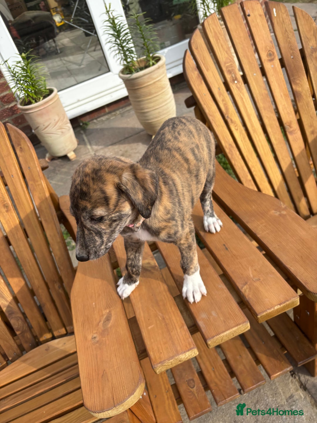 Lurcher dogs for sale: Working lurcher pups  - Image 4