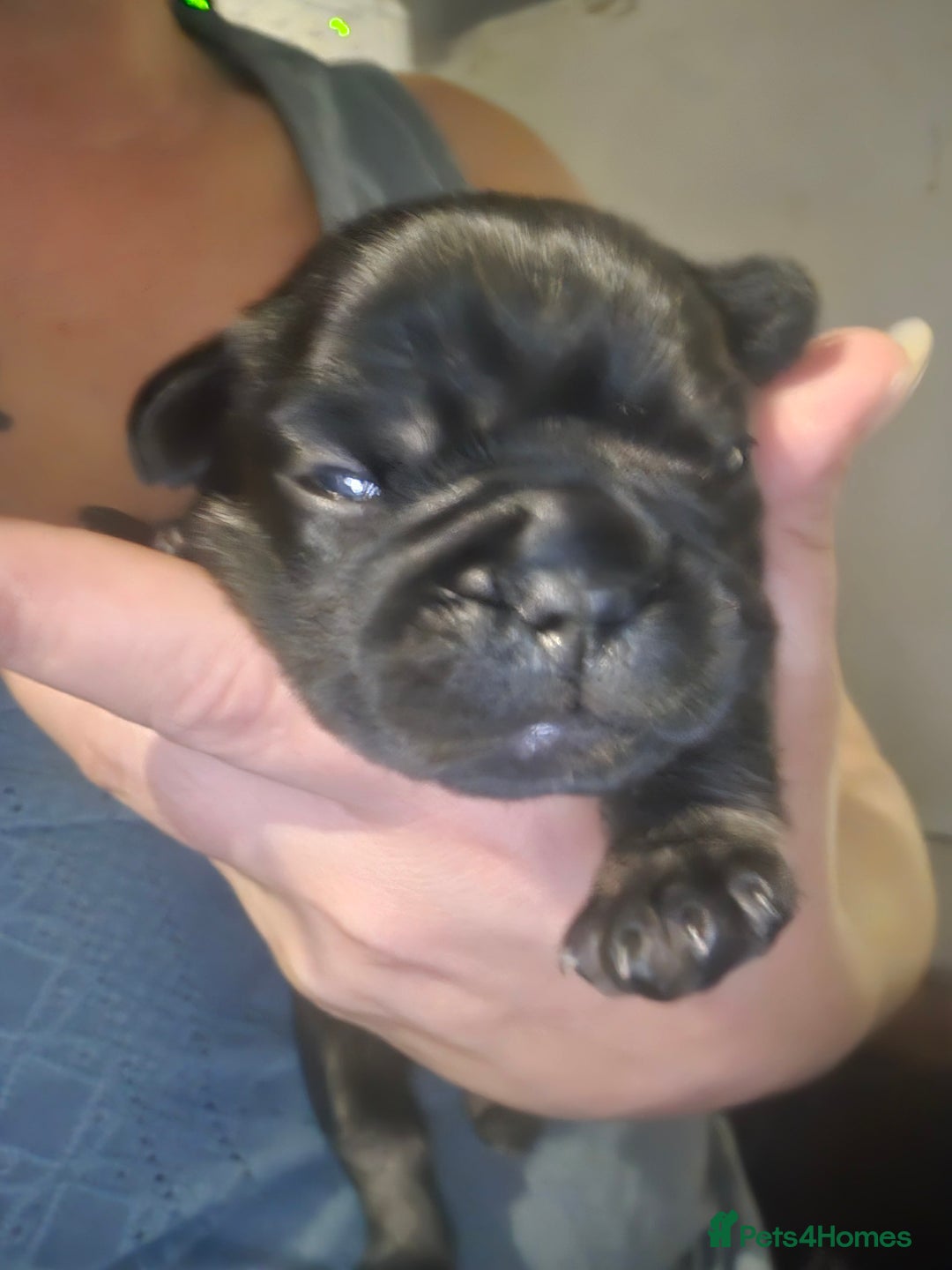 French Bulldog dogs for sale: Last make French bull dog pup - Image 5