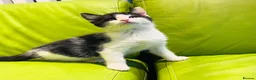 Mixed Breed cats for sale: Kittens for sale ,mixed breed, wonderful behaviour - Advert 10