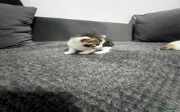 Mixed Breed cats for sale: BEAUTIFUL KITTENS  - Advert 8