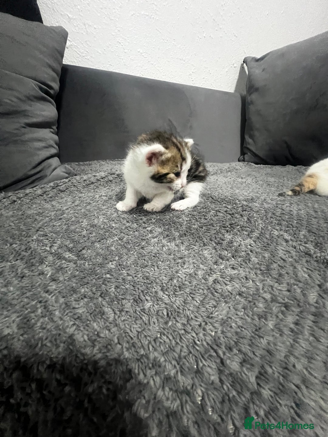 Mixed Breed cats for sale: BEAUTIFUL KITTENS  - Advert 8