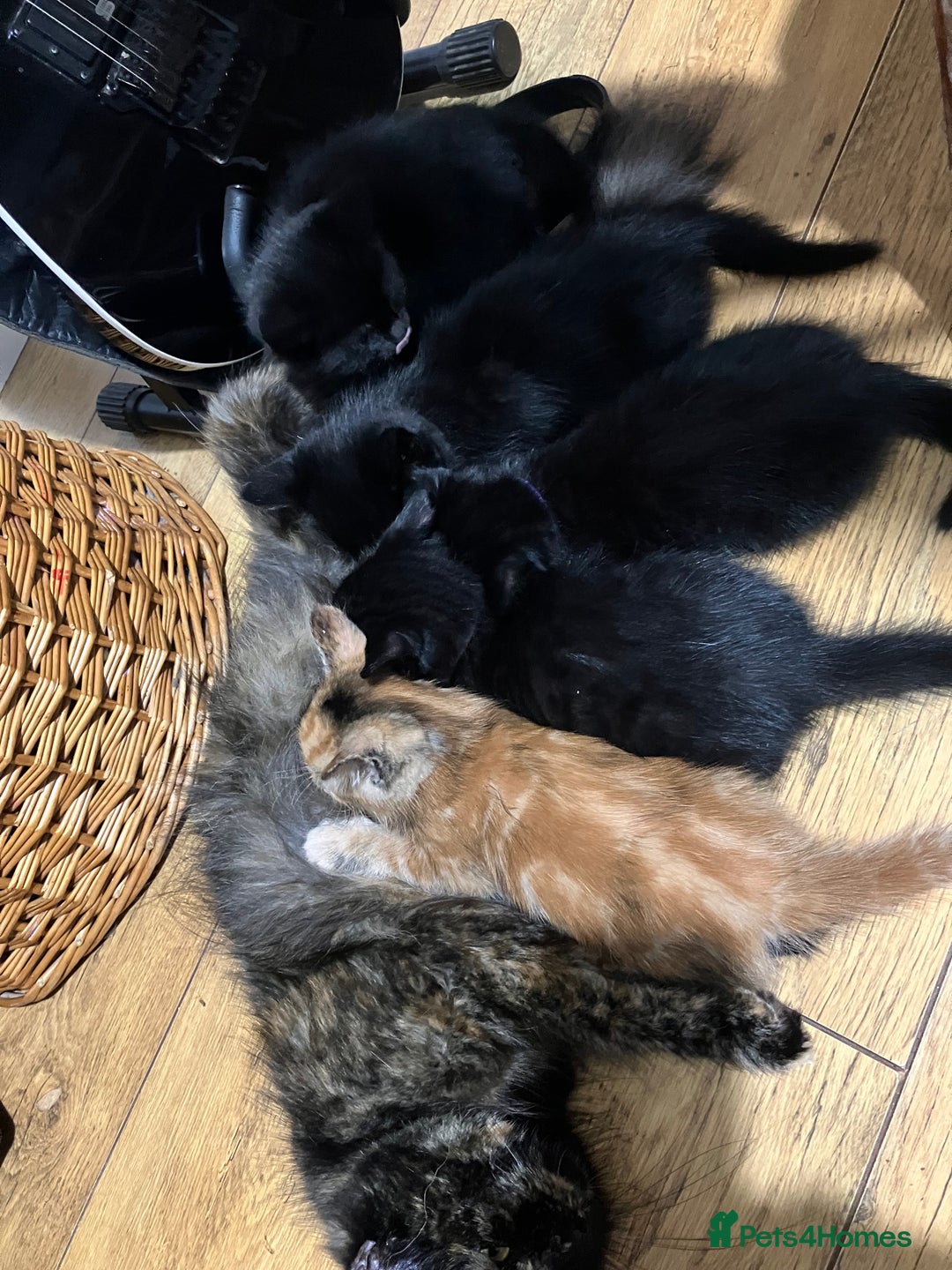 Mixed Breed cats for sale: 4 extremely loving kittens for sale  - Image 6