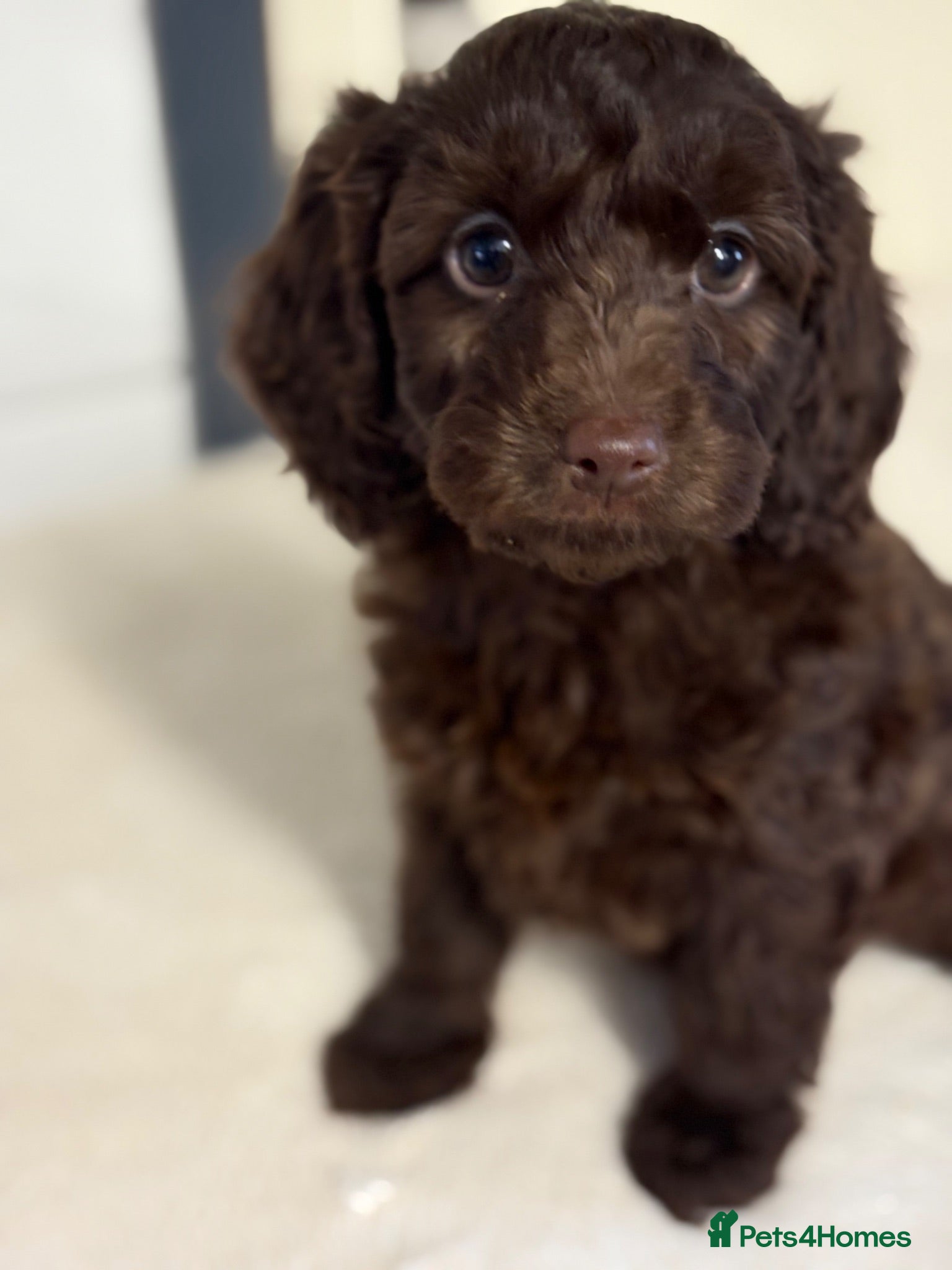 Cockapoo dogs F2B cockerpoos - Advert 13