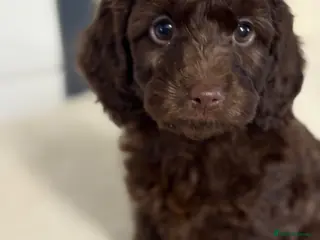 Cockapoo dogs F2B cockerpoos - Advert 13