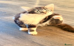 Mixed Breed cats for sale: Kitty girl for sale - Image 2