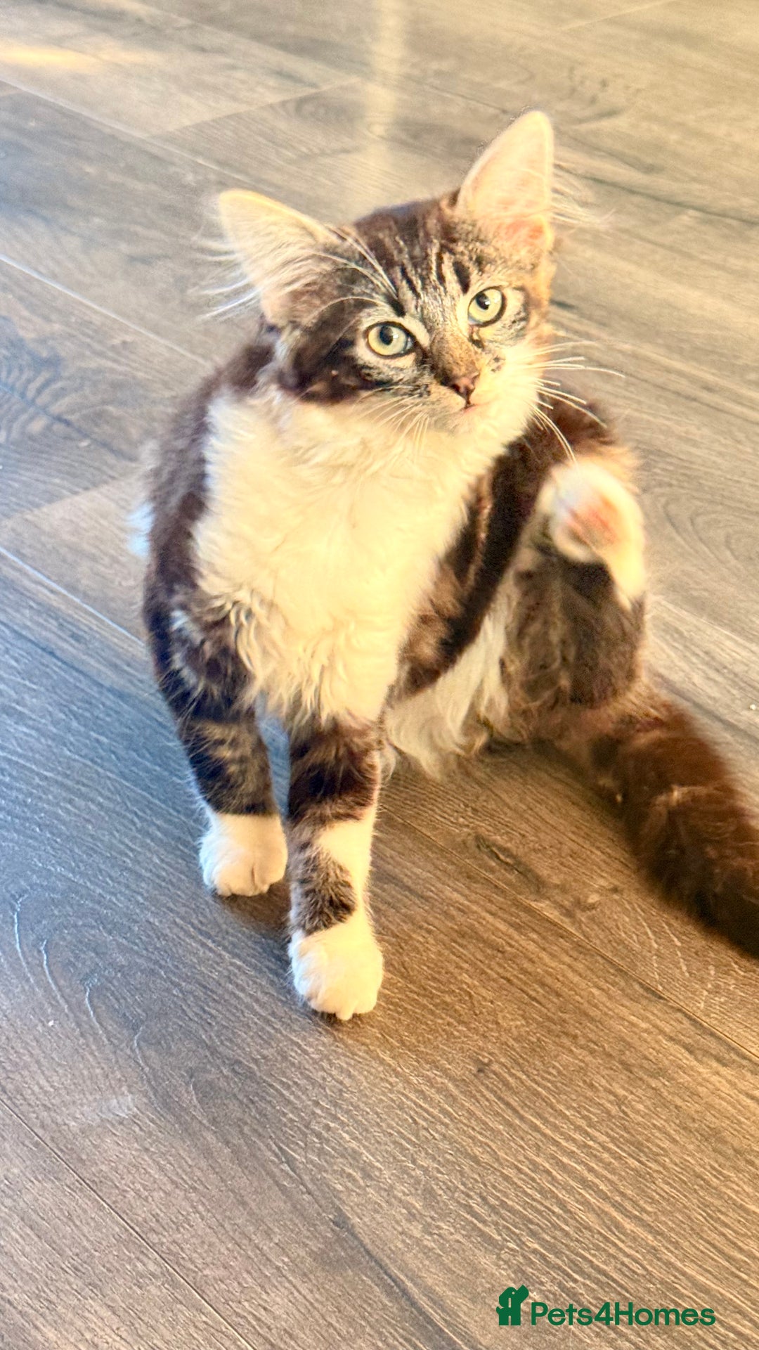 Mixed Breed cats for sale: Kitty girl for sale - Image 2