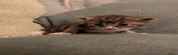 Mixed Breed cats for sale: 6 beautiful kittens looking for forever homes - Advert 7