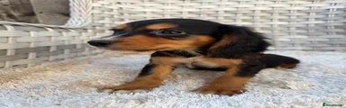 Cocker Spaniel 5