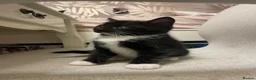 Mixed Breed cats for sale: Beautiful kittens for sale. - Advert 5