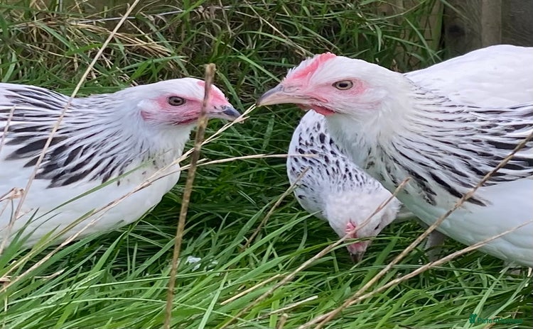 Chickens poultry - Advert 18
