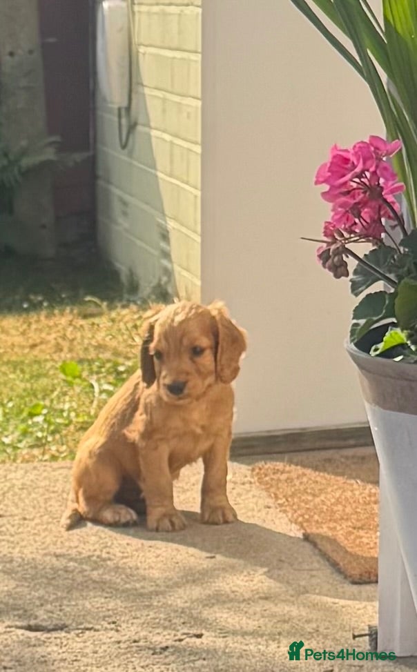 Cocker Spaniel dogs Beautiful litter of cocker spaniel puppies - Advert 2