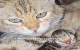 Bengal cats for sale: Rare cashmere tica registered bengals  - Image 9