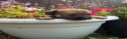 Border Terrier dogs for sale: Beautiful kc reg Border terriers  - Advert 9