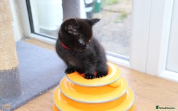 Mixed Breed cats for sale: Adorable Kittens  - Image 13