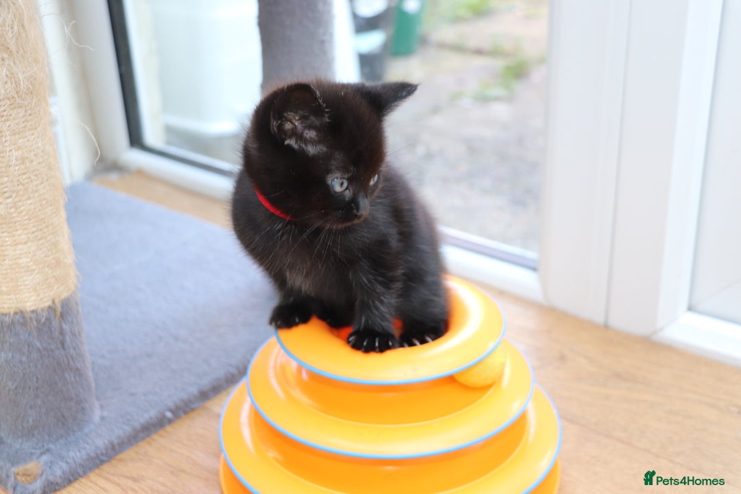 Mixed Breed cats for sale: Adorable Kittens  - Image 13